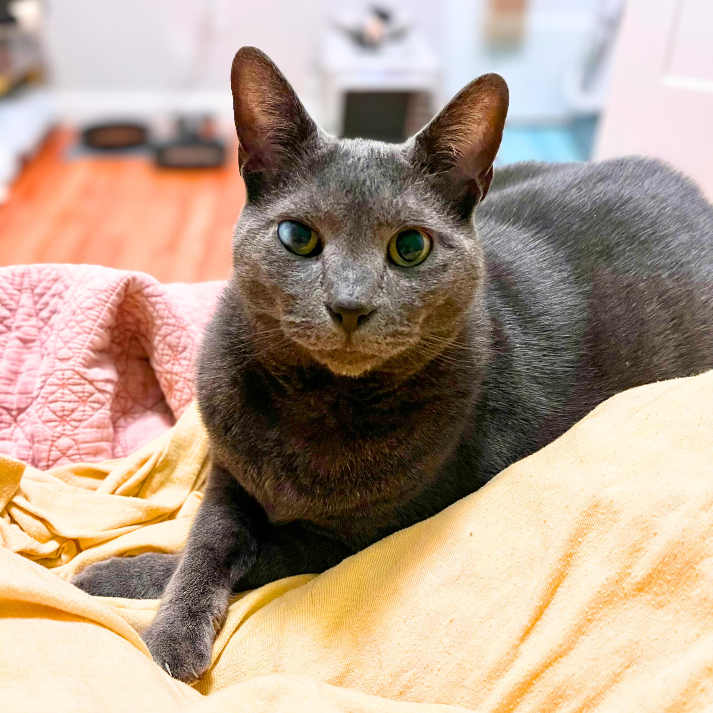 Match, a ADOPTABLE mixed breed in New York, NY image 2/6