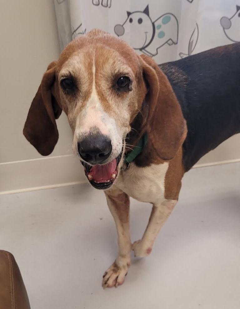 Enlarge Pepper, a Adoptable Treeing Walker Coonhound in Mount Gilead, OH image 1/1