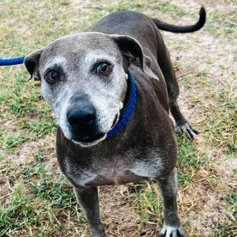 Bella, Adoptable, Adult Female Labrador Retriever.