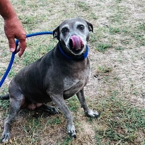 Enlarge Bella, a Adoptable mixed breed in Williston, VT image 2/3