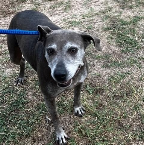 Enlarge Bella, a Adoptable mixed breed in Williston, VT image 3/3
