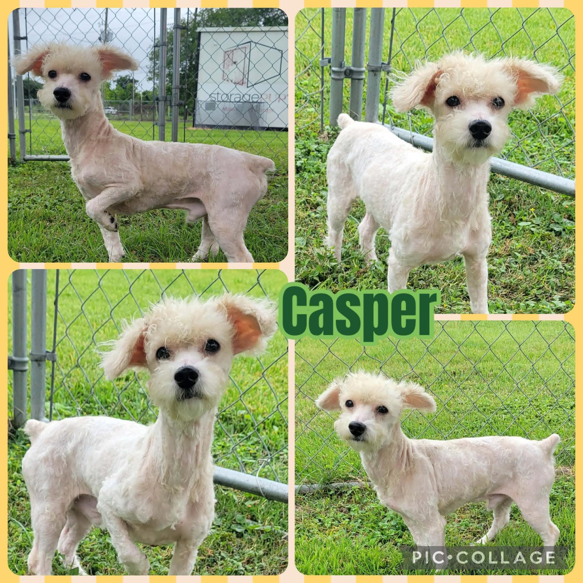 Casper, ADOPTABLE, Adult Male Miniature Poodle.