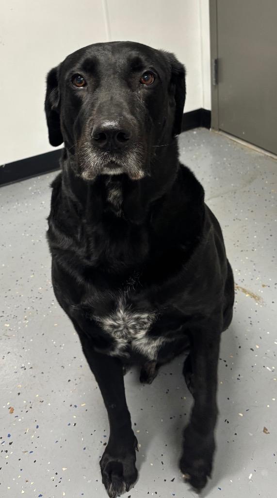 Enlarge Buddy, a Adoptable mixed breed in Seven Points, TX image 1/1