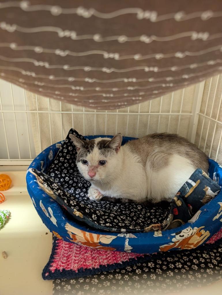 Pascal (Jeff), a Adoptable mixed breed in Richmond, BC image 1/2