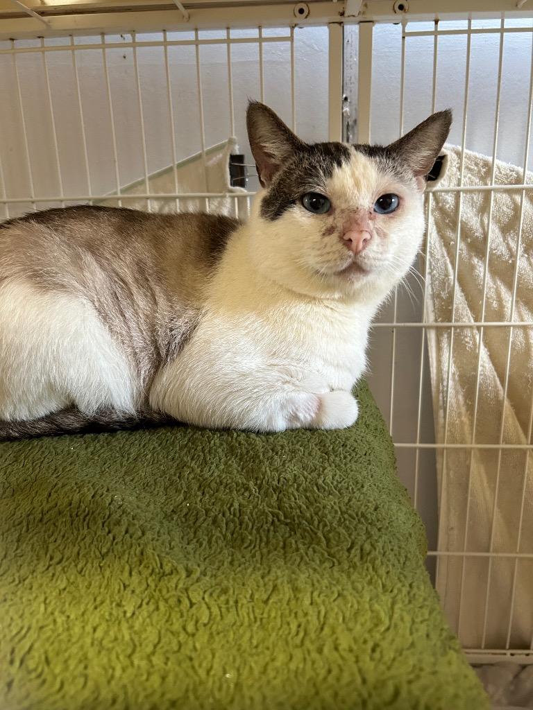 Pascal (Jeff), a Adoptable mixed breed in Richmond, BC image 2/2