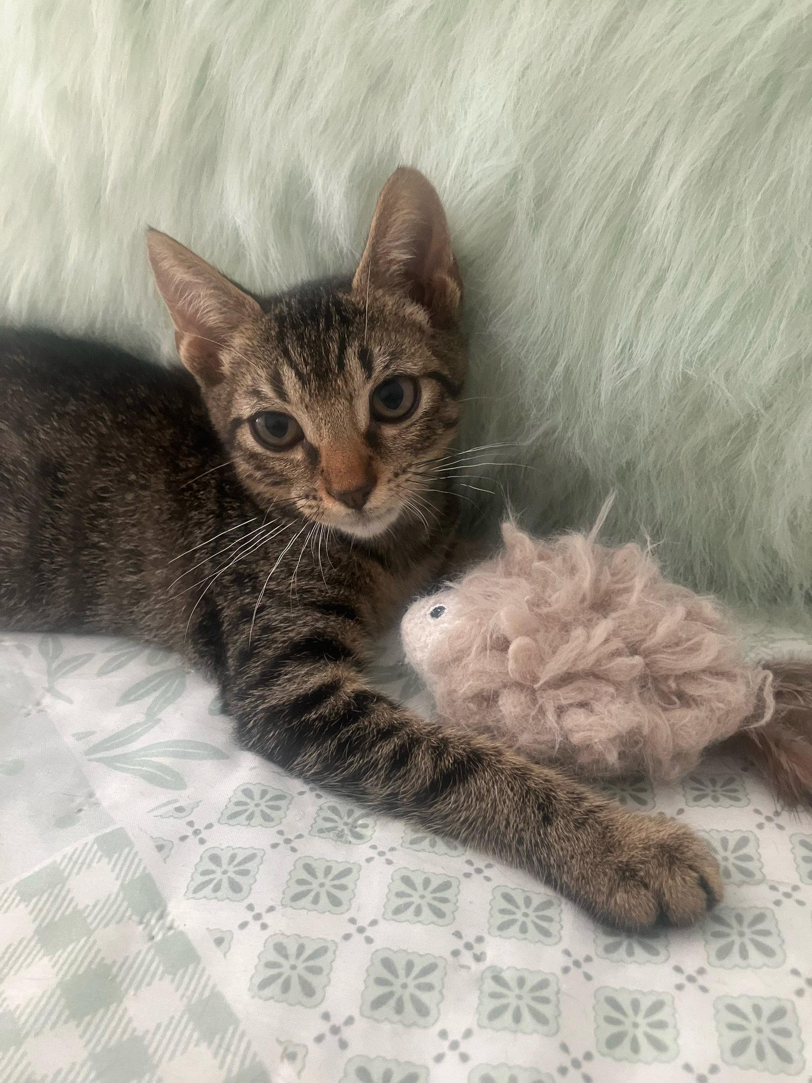 Enlarge Pecan, a Adoptable Domestic Short Hair in Oviedo, FL image 1/3