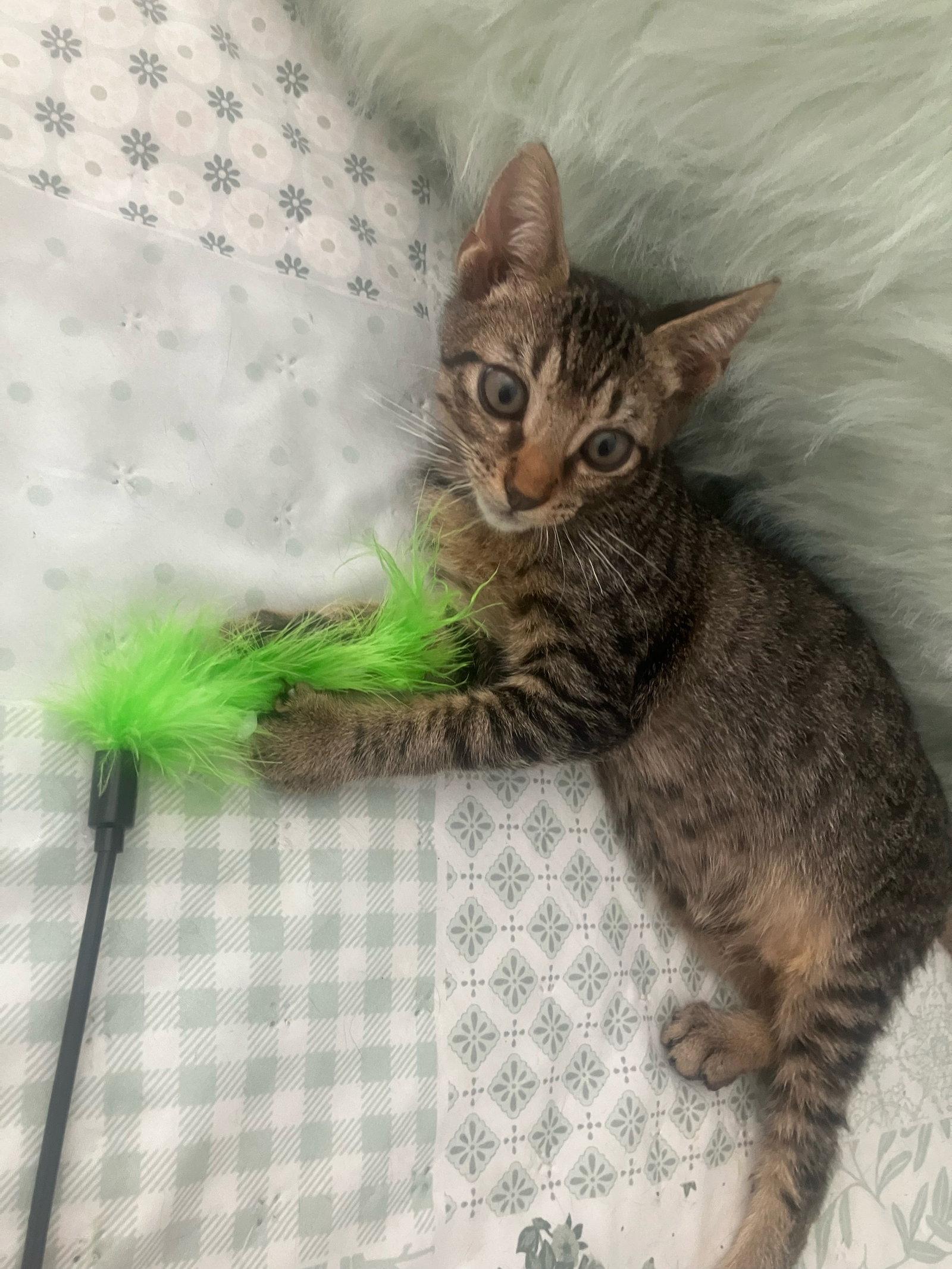 Enlarge Pecan, a Adoptable Domestic Short Hair in Oviedo, FL image 2/3