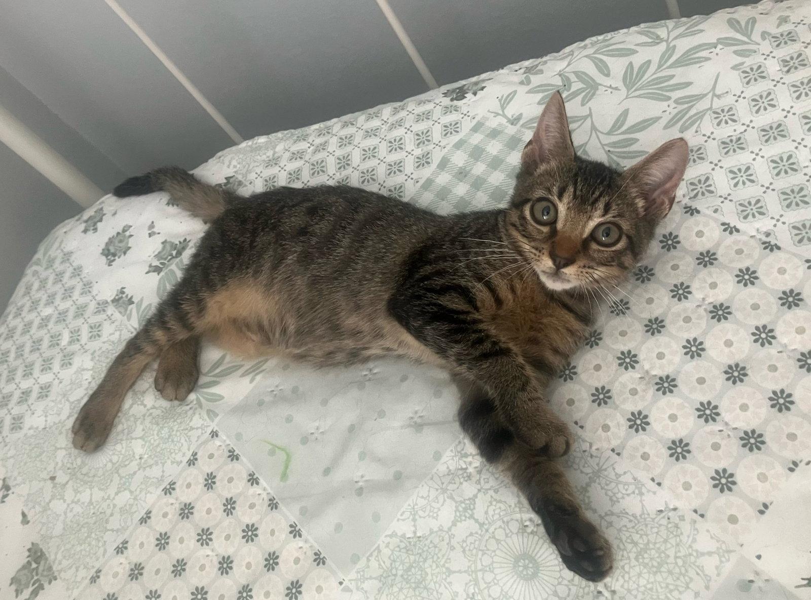 Enlarge Pecan, a Adoptable Domestic Short Hair in Oviedo, FL image 3/3