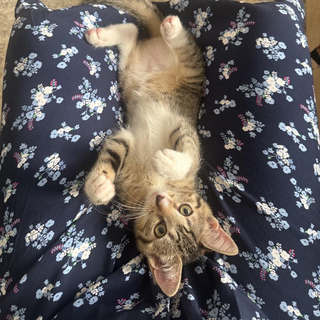 Brawny, a Adoptable Domestic Short Hair in New York, NY image 1/4