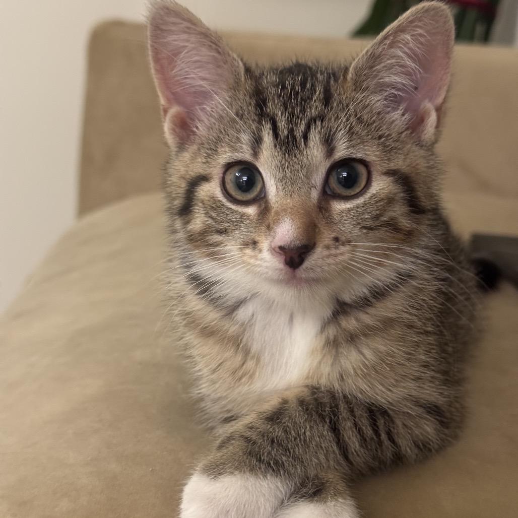 Brawny, a Adoptable Domestic Short Hair in New York, NY image 2/4