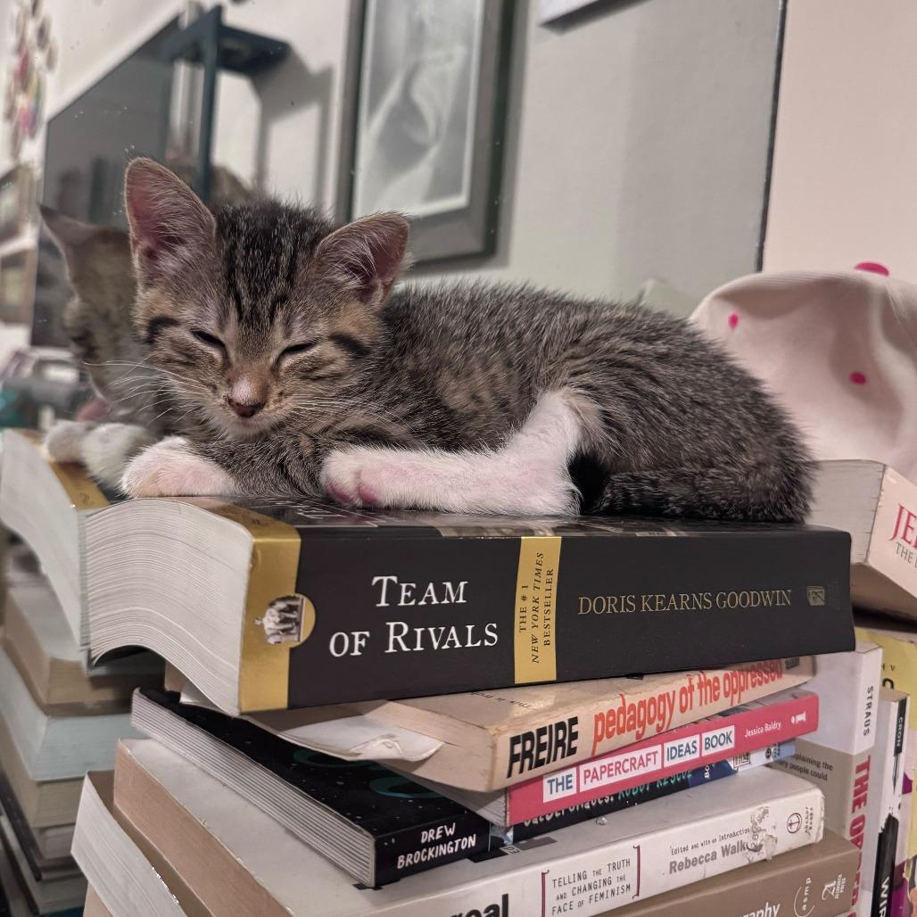 Brawny, Adoptable, Kitten Female Domestic Short Hair.