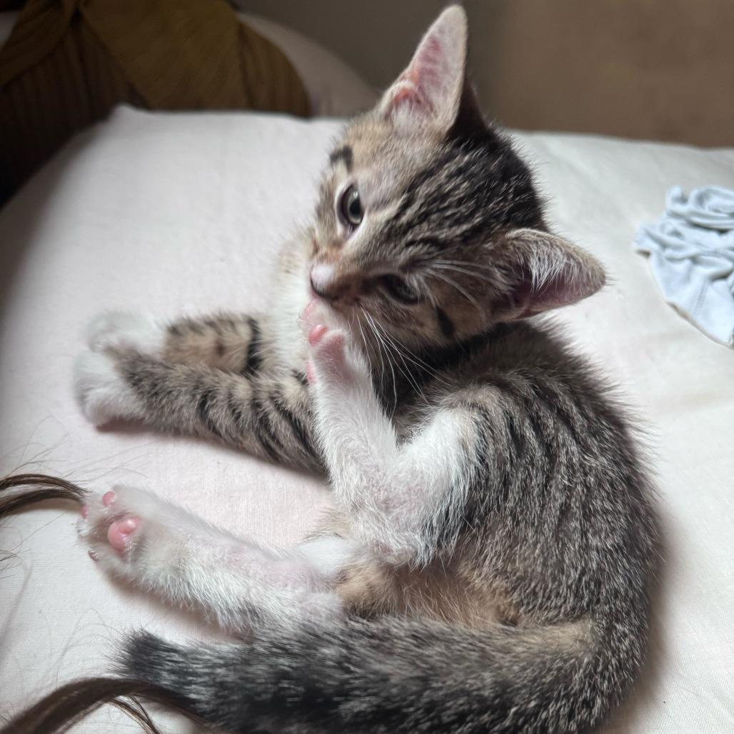 Enlarge Brawny, a Adoptable Domestic Short Hair in New York, NY image 2/6