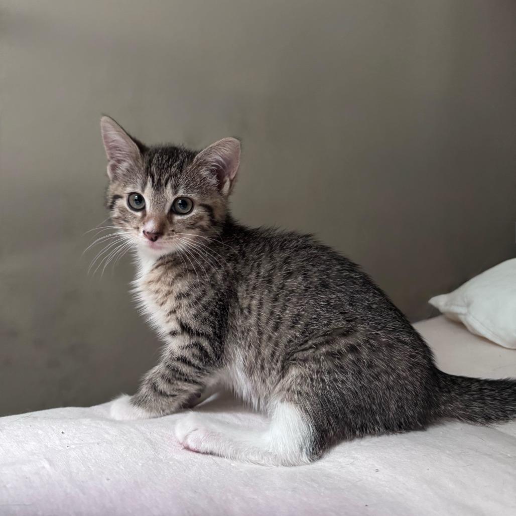 Enlarge Brawny, a Adoptable Domestic Short Hair in New York, NY image 3/6