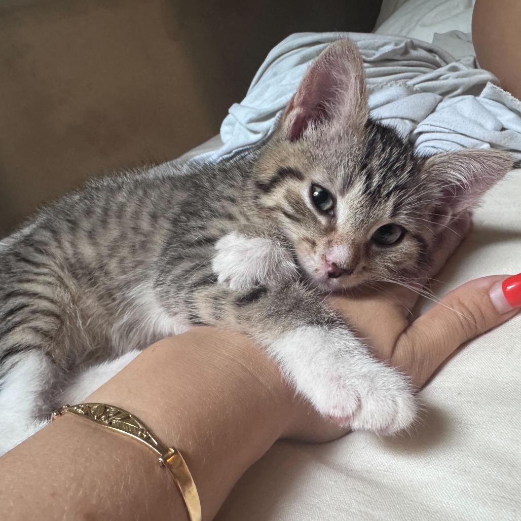 Enlarge Brawny, a Adoptable Domestic Short Hair in New York, NY image 5/6