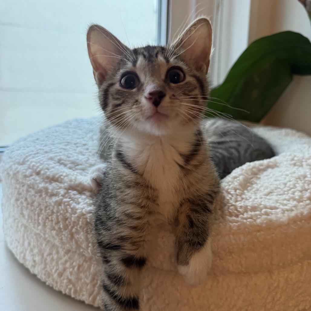 Brawny, a Adoptable Domestic Short Hair in New York, NY image 4/4