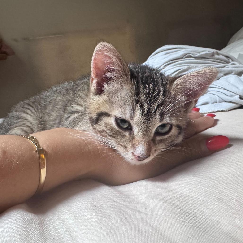 Enlarge Brawny, a Adoptable Domestic Short Hair in New York, NY image 6/6