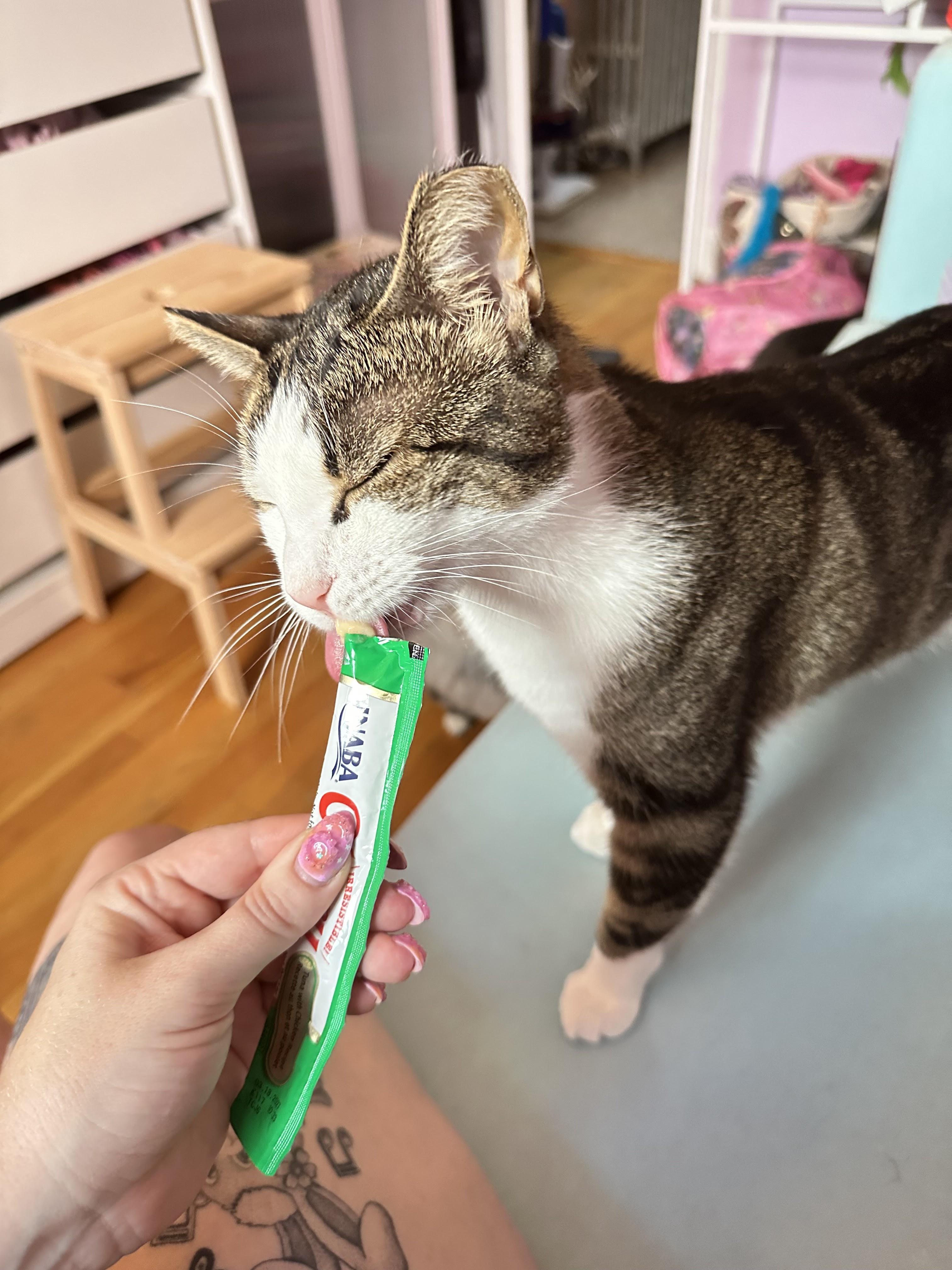 Enlarge Roscoe, a ADOPTABLE Domestic Short Hair in brooklyn, NY image 7/7
