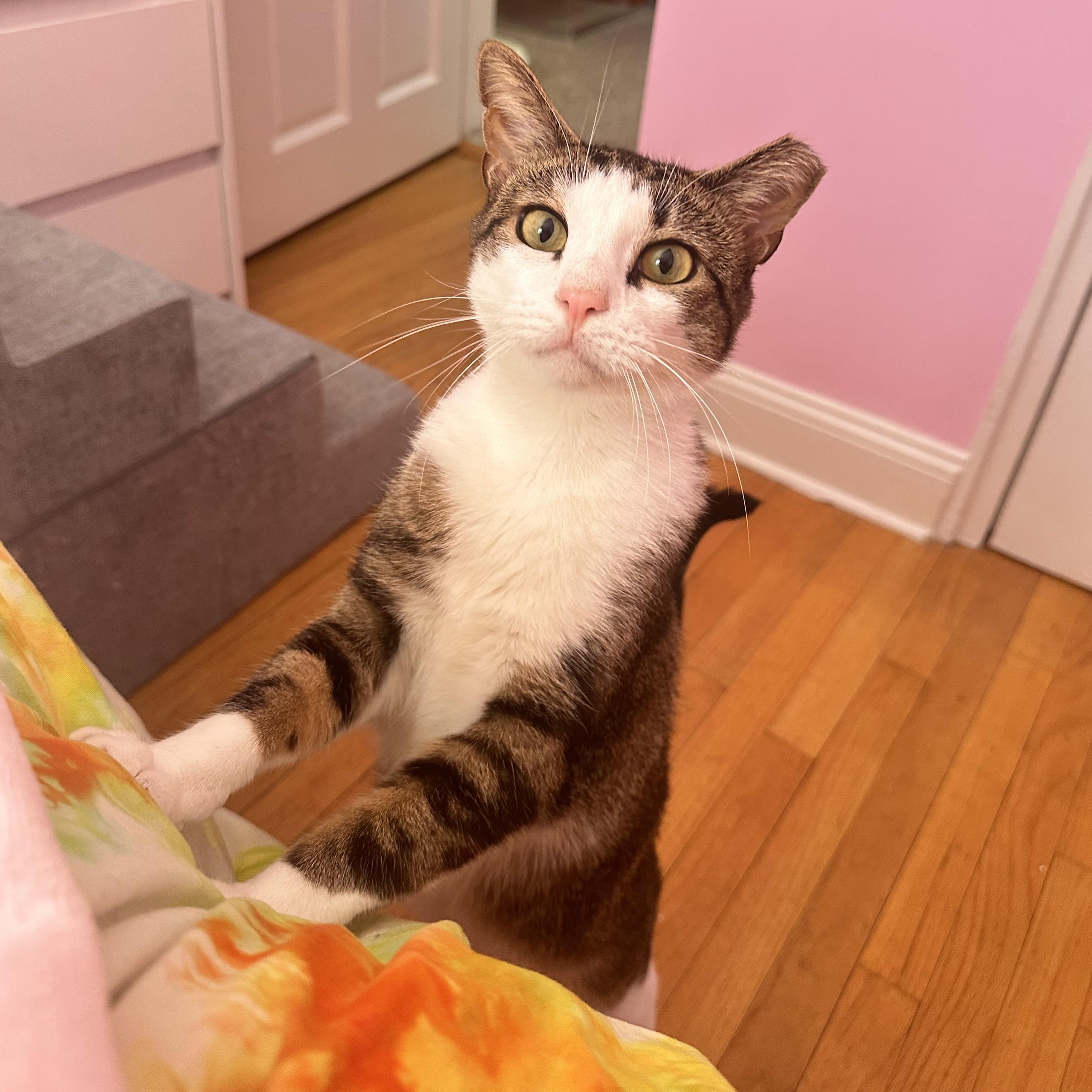 Enlarge Roscoe, a ADOPTABLE Domestic Short Hair in brooklyn, NY image 6/7