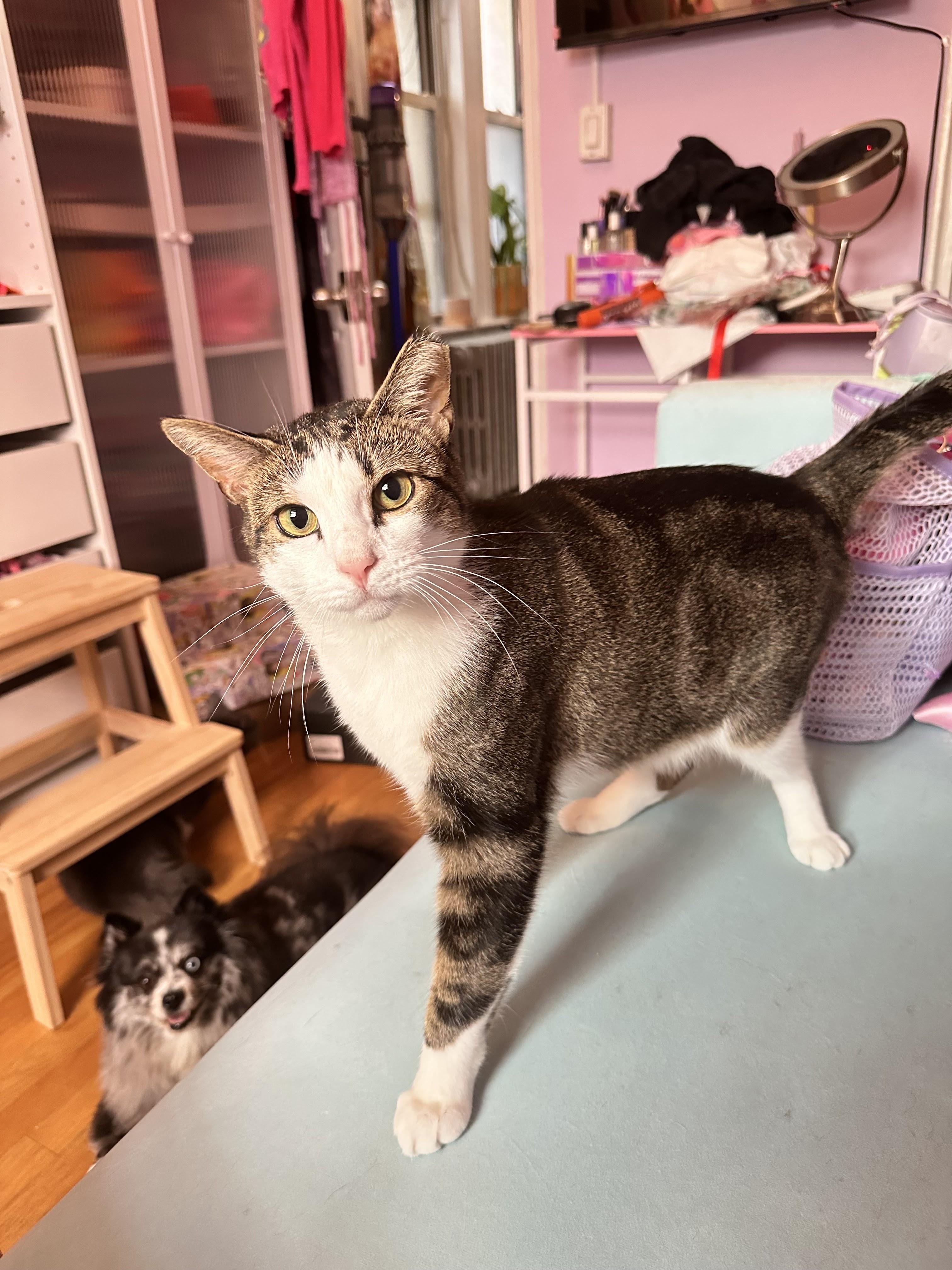 Roscoe, ADOPTABLE, Young Male Domestic Short Hair.