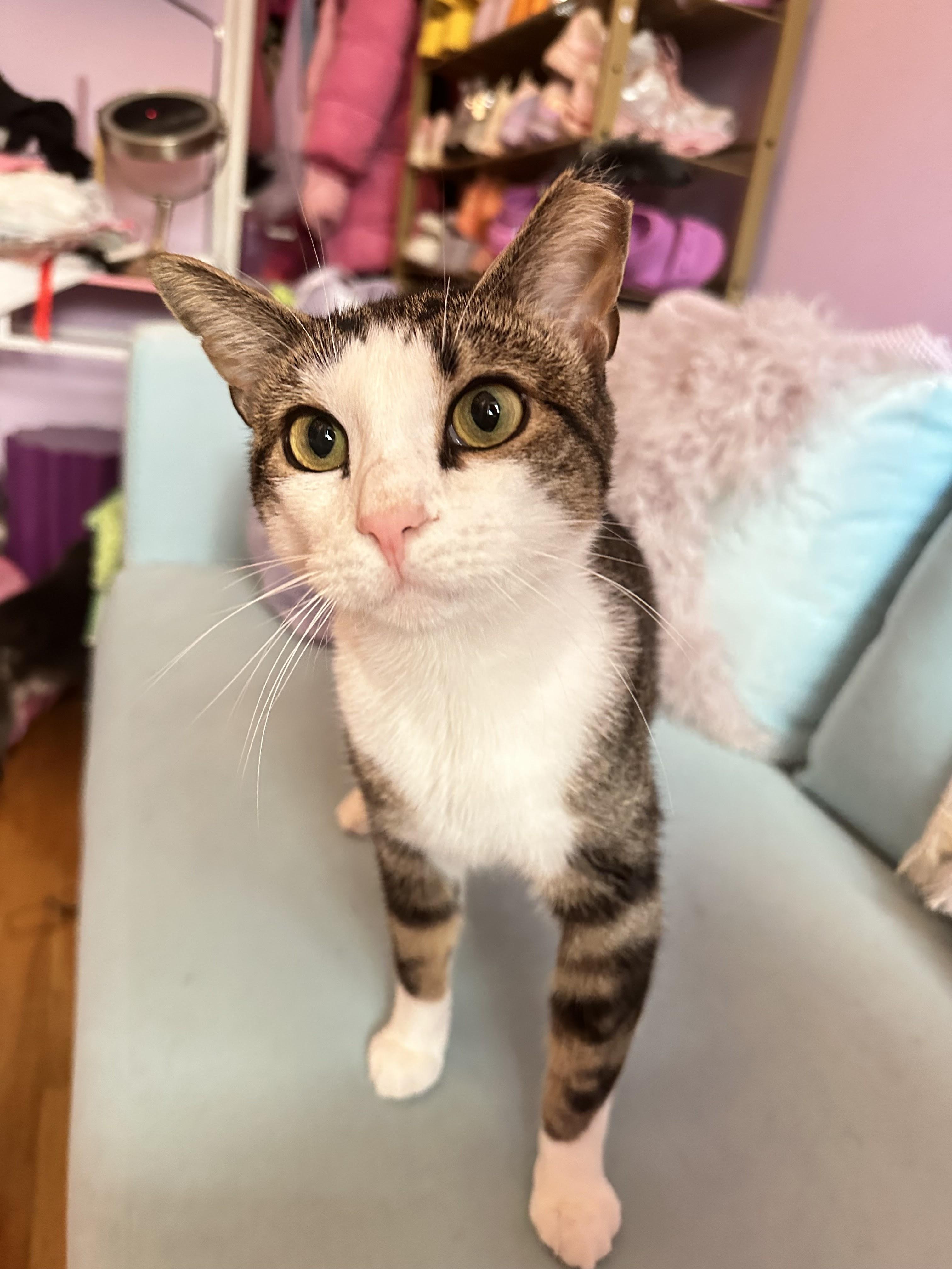 Enlarge Roscoe, a ADOPTABLE Domestic Short Hair in brooklyn, NY image 4/7