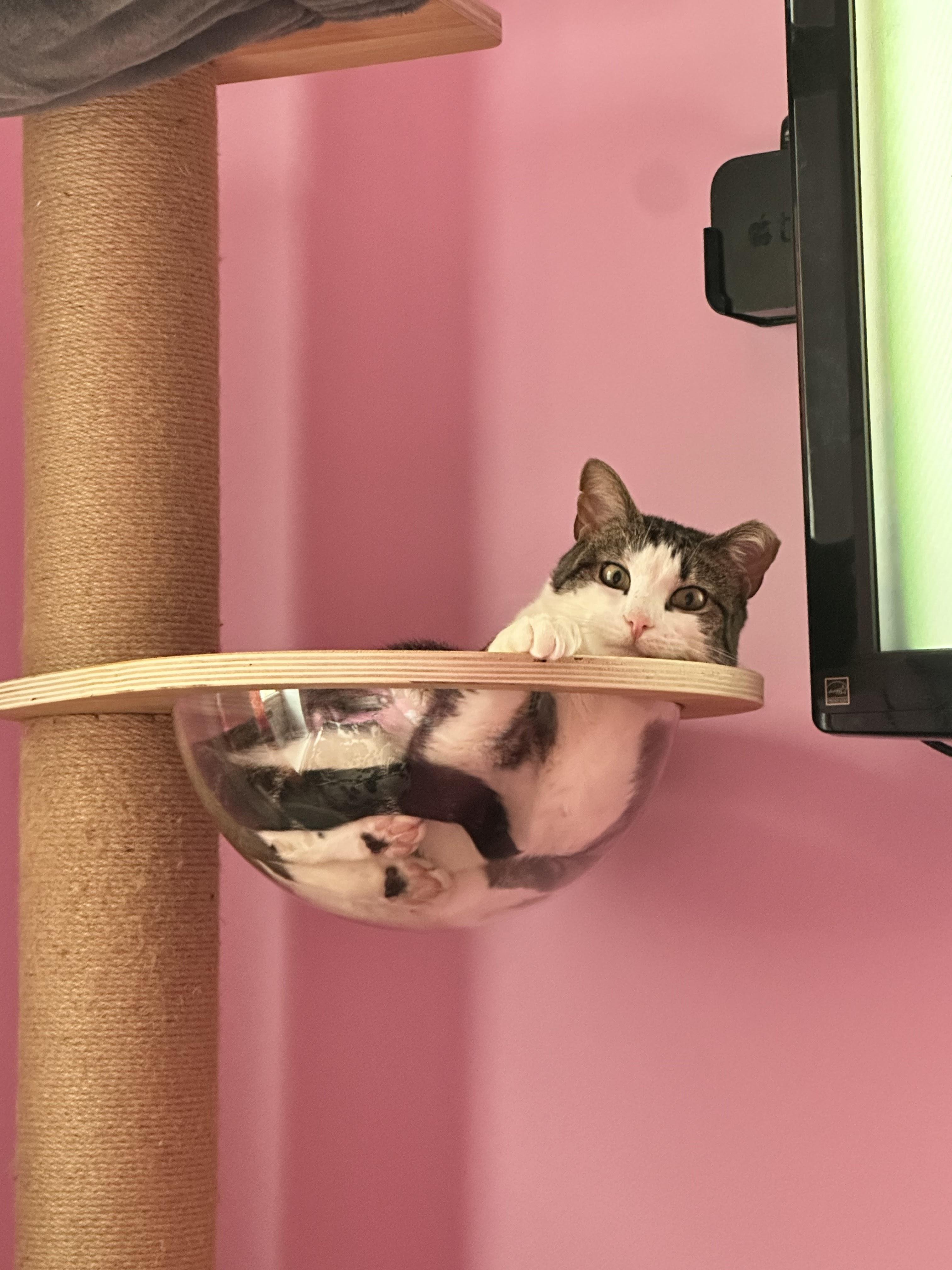 Enlarge Roscoe, a ADOPTABLE Domestic Short Hair in brooklyn, NY image 3/7