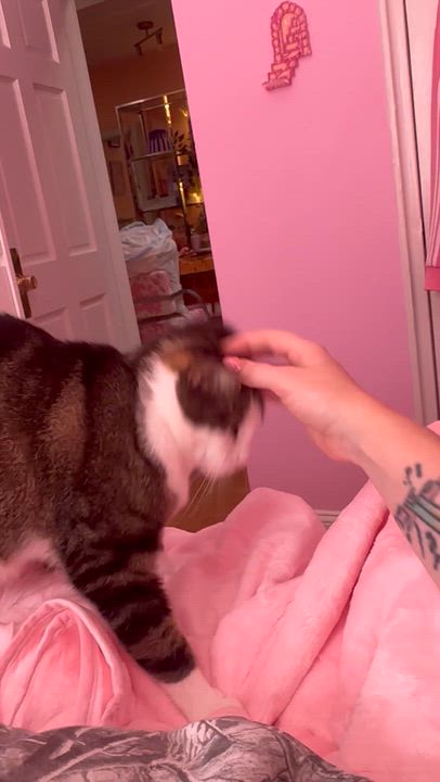 Enlarge Roscoe, a ADOPTABLE Domestic Short Hair in brooklyn, NY video 5/7