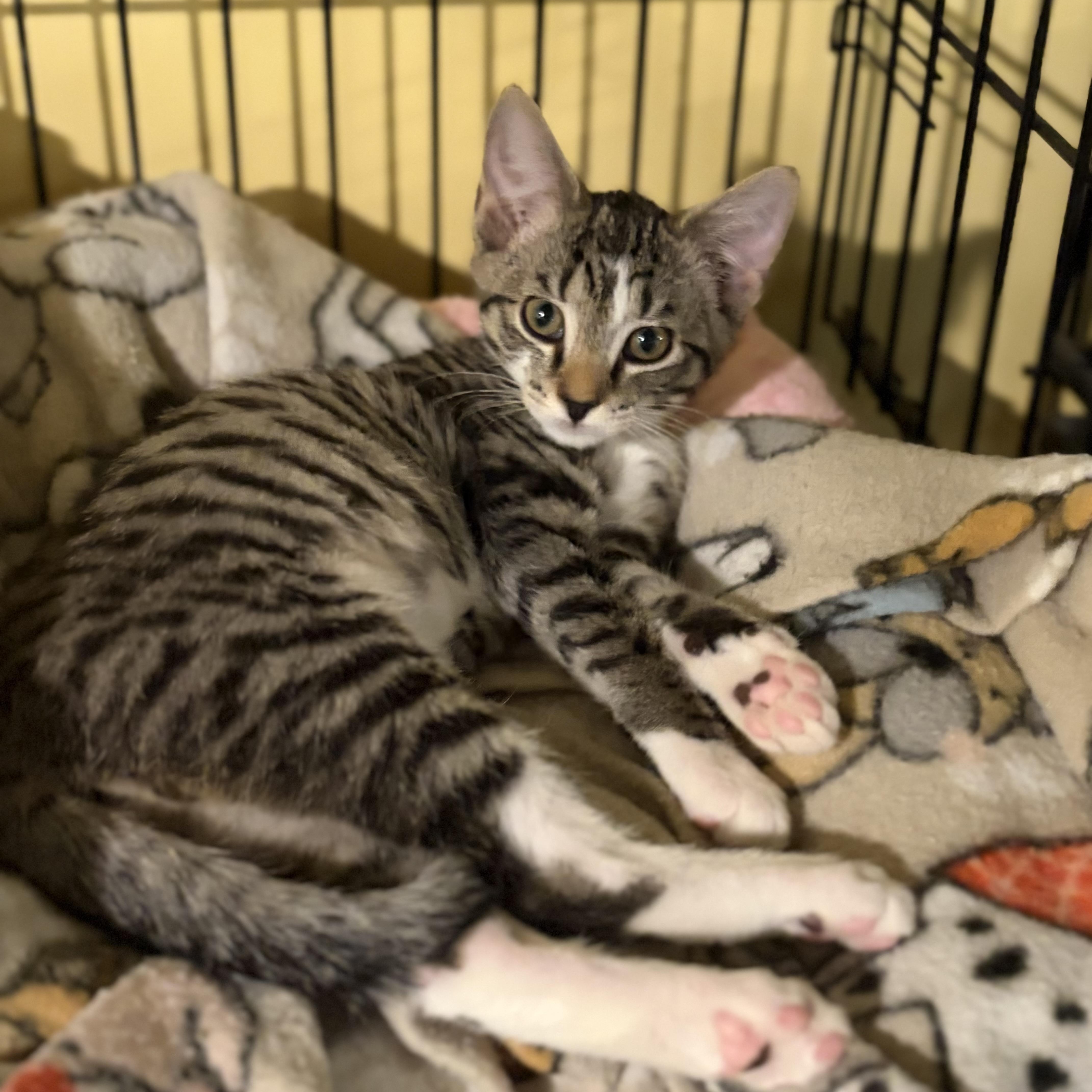 Phoebe, a Adoptable Domestic Short Hair in Greensboro, NC image 2/6