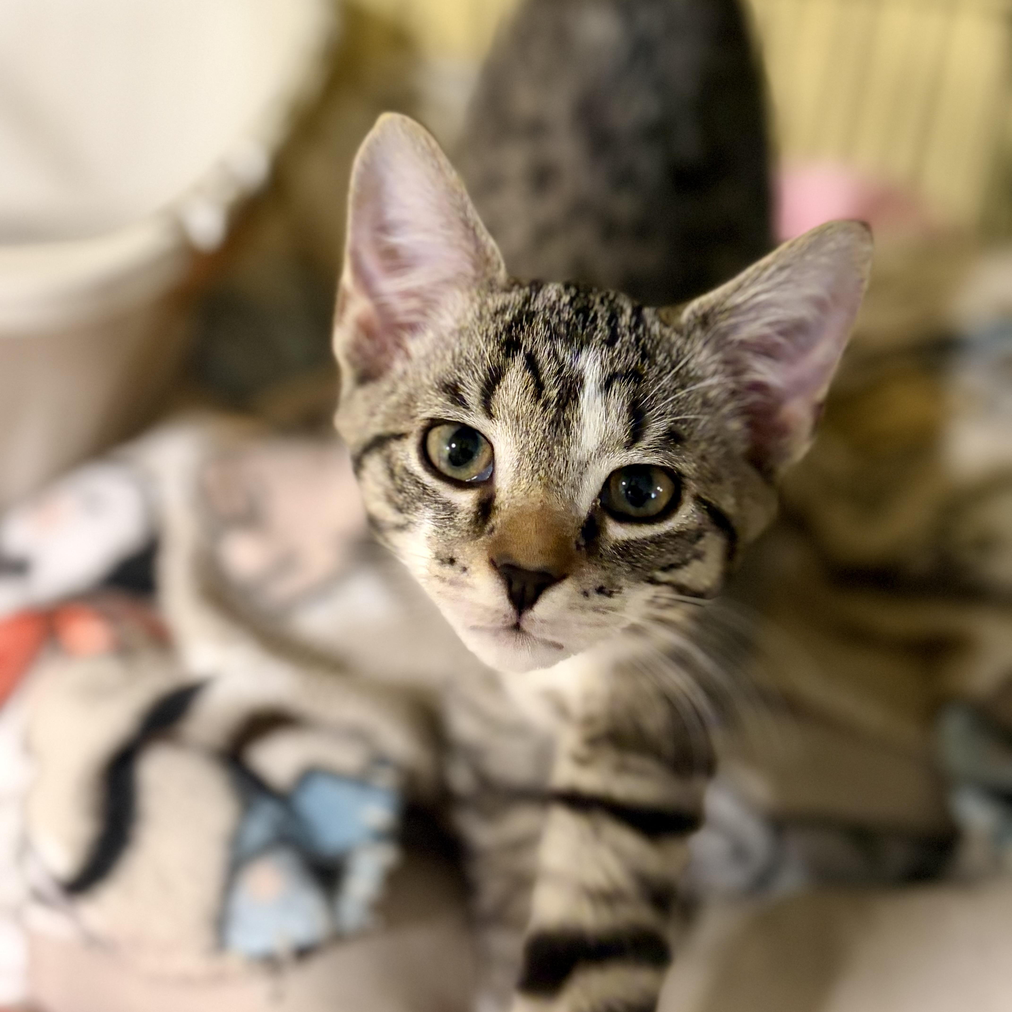 Phoebe, Adoptable, Kitten Female Domestic Short Hair.