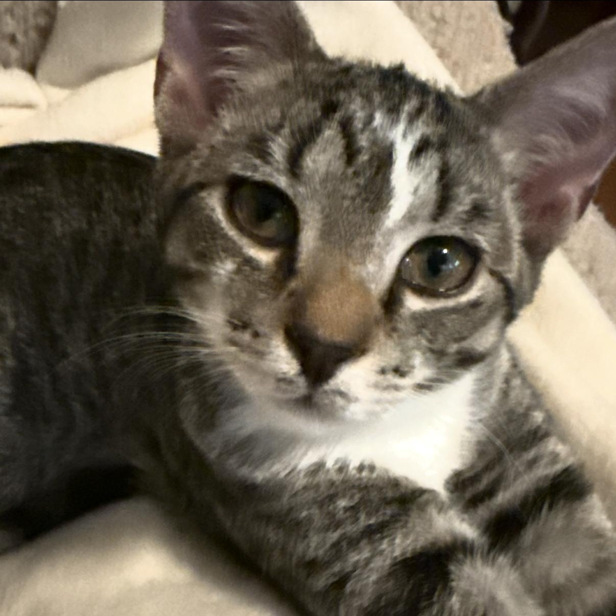 Phoebe, a Adoptable Domestic Short Hair in Greensboro, NC image 6/6