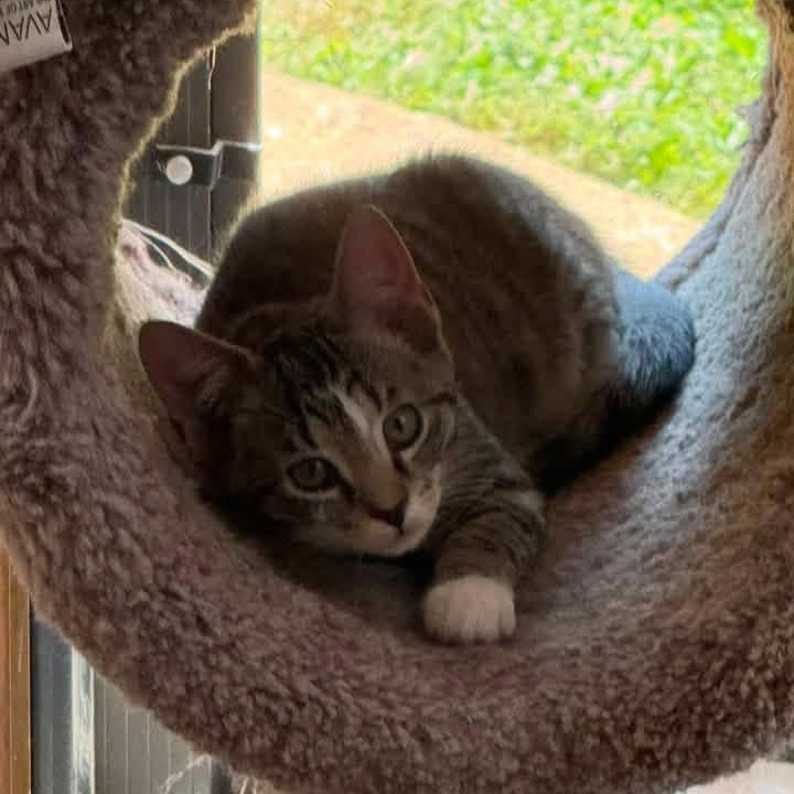 Phoebe, a Adoptable Domestic Short Hair in Greensboro, NC image 4/6