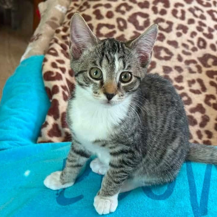 Phoebe, a Adoptable Domestic Short Hair in Greensboro, NC image 3/6