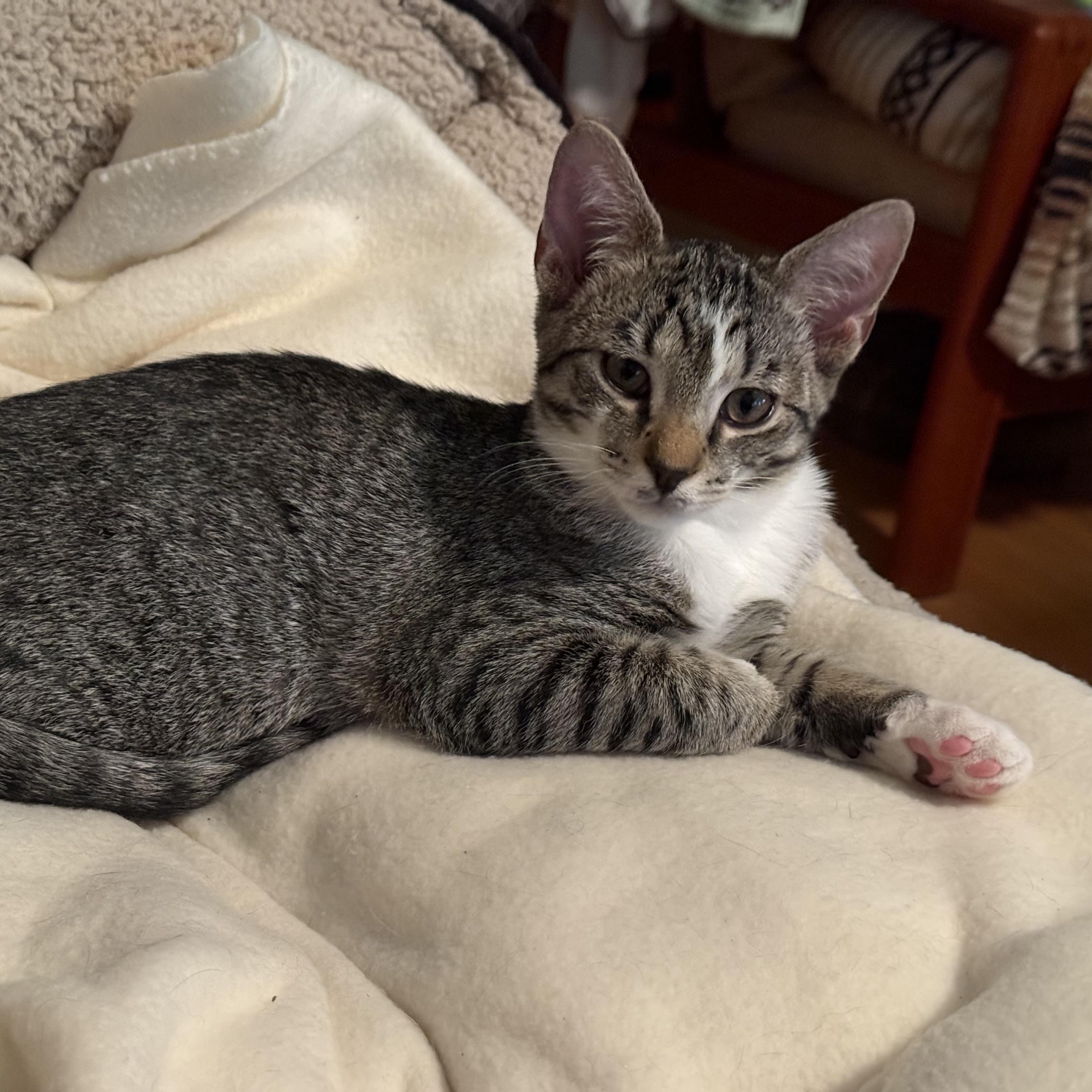 Phoebe, a Adoptable Domestic Short Hair in Greensboro, NC image 5/6