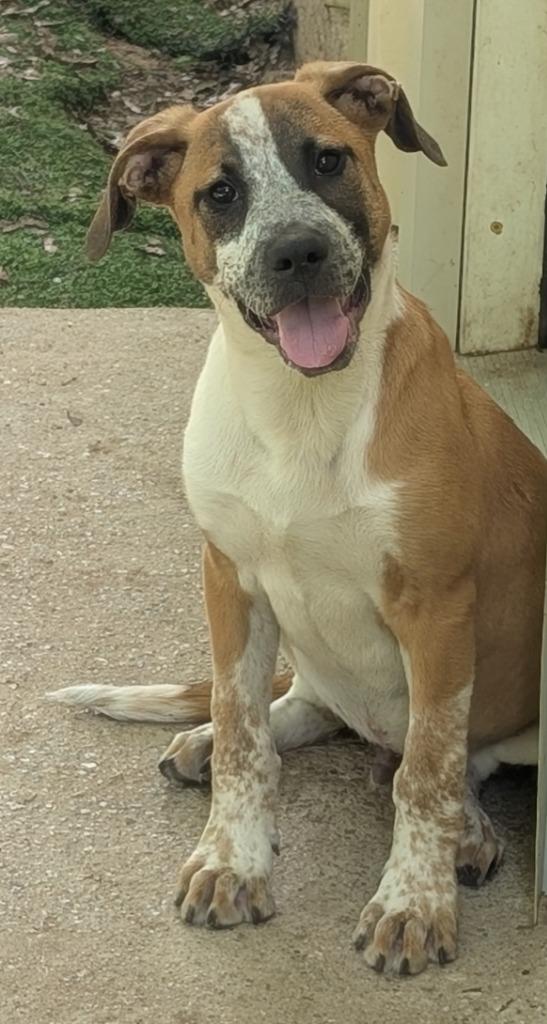 Enlarge Rhett, a Adoptable mixed breed in Seven Points, TX image 1/1
