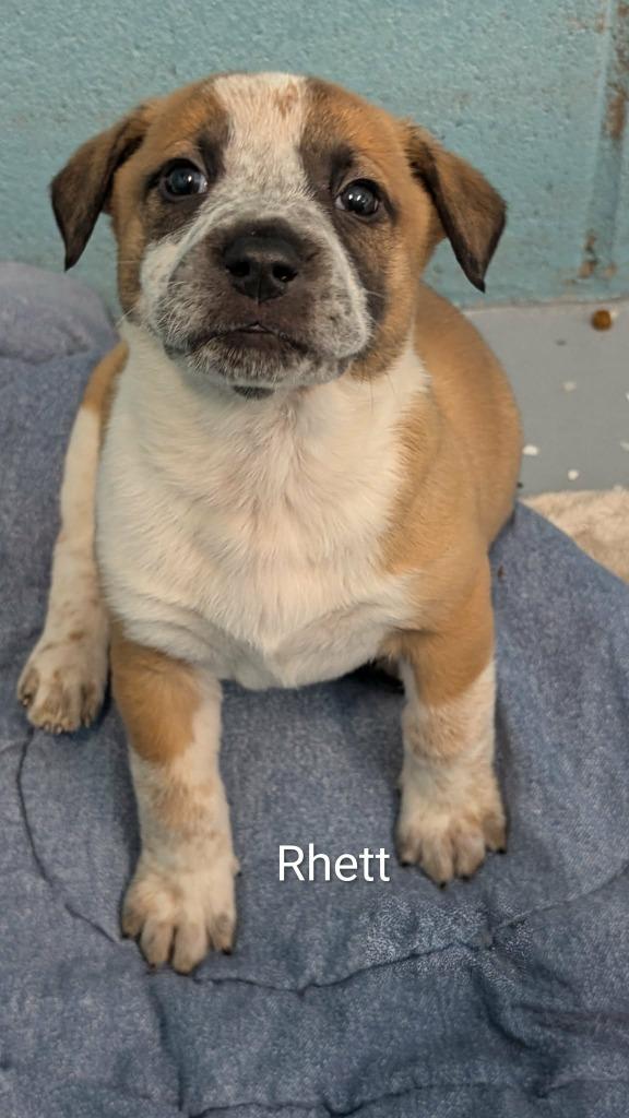 Rhett, a Adoptable mixed breed in Seven Points, TX image 1/2