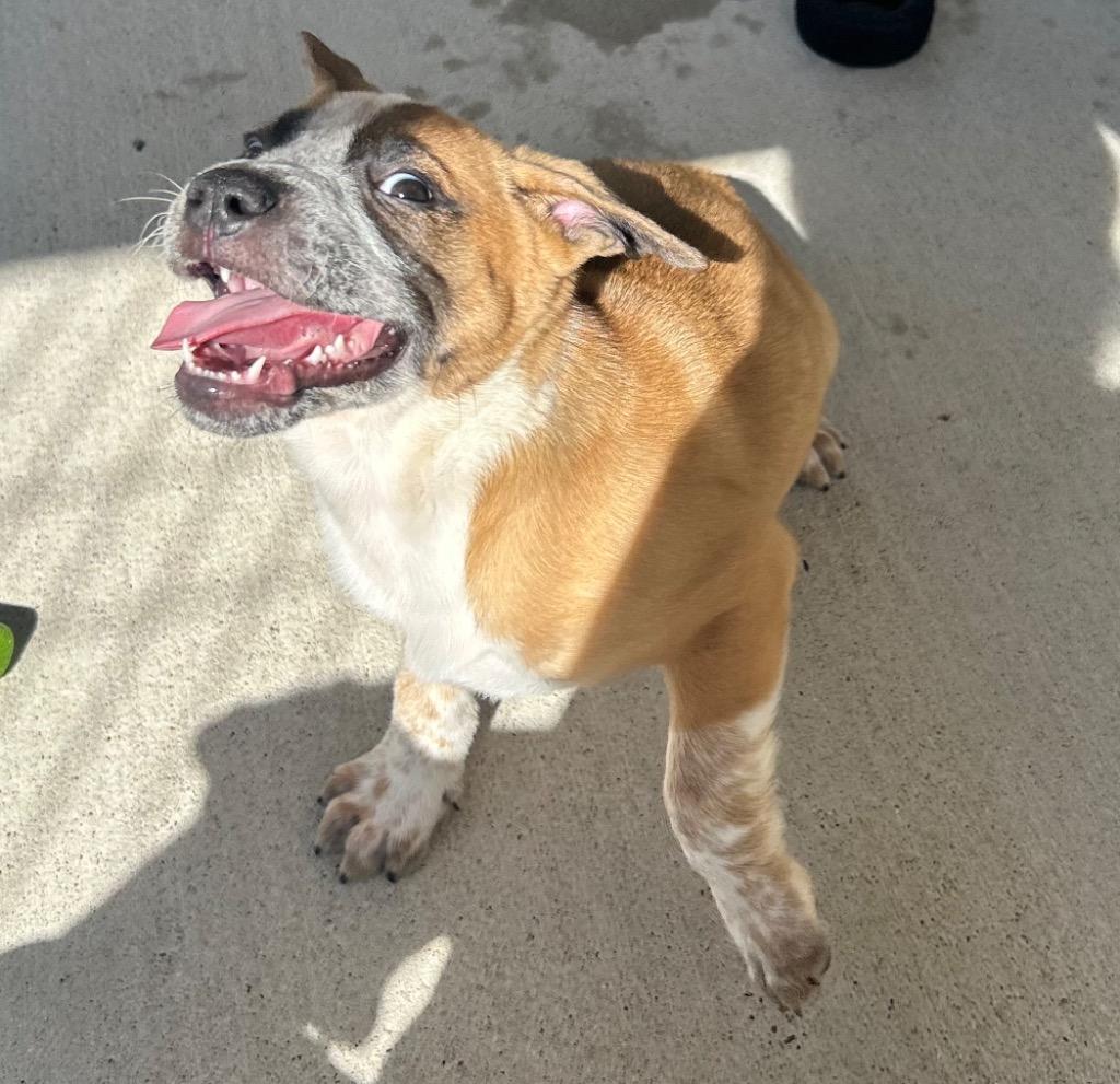 Rhett, a Adoptable mixed breed in Seven Points, TX image 2/2