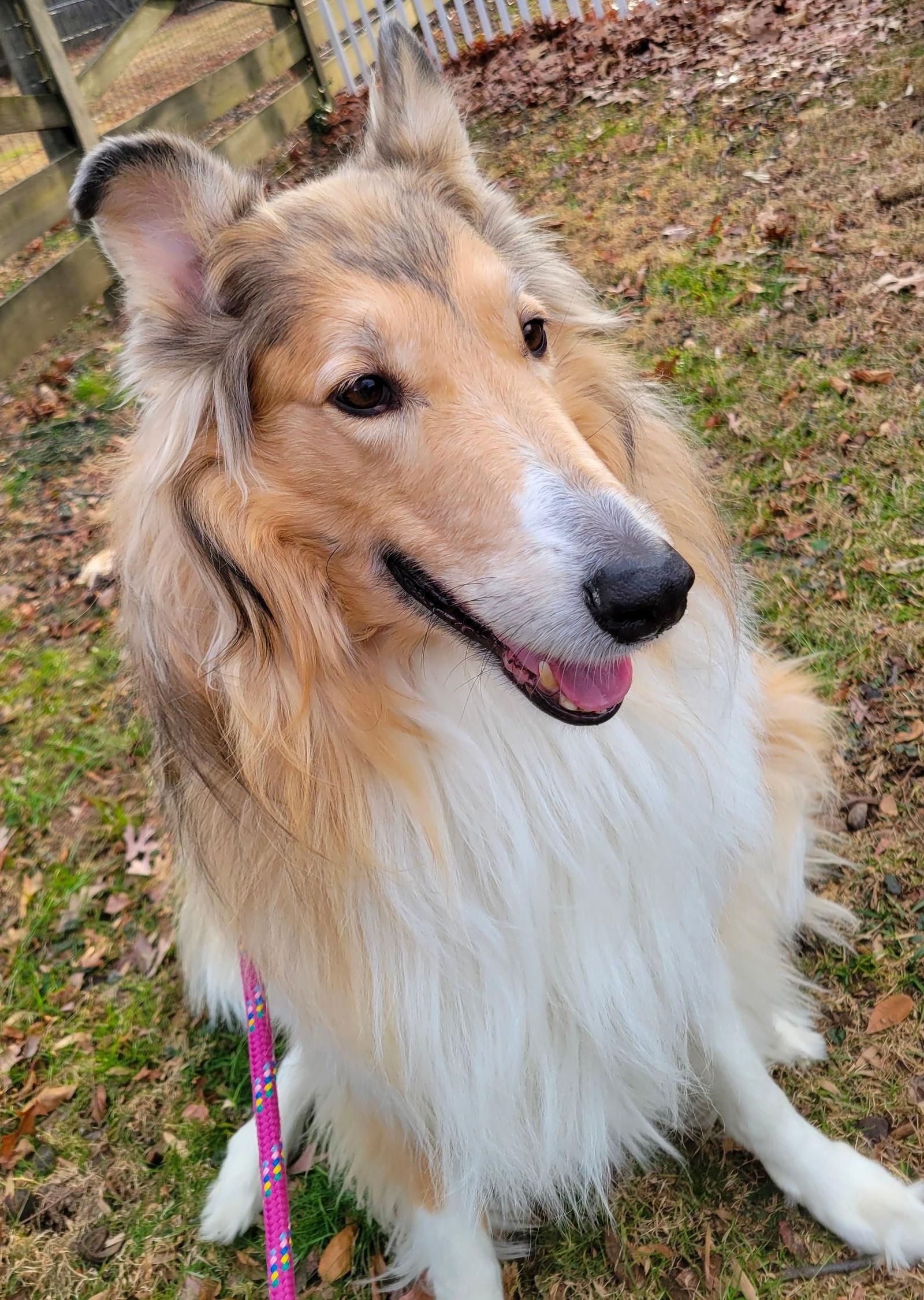 Enlarge Kaylee, a Adoptable Collie in Chantilly, VA image 1/3