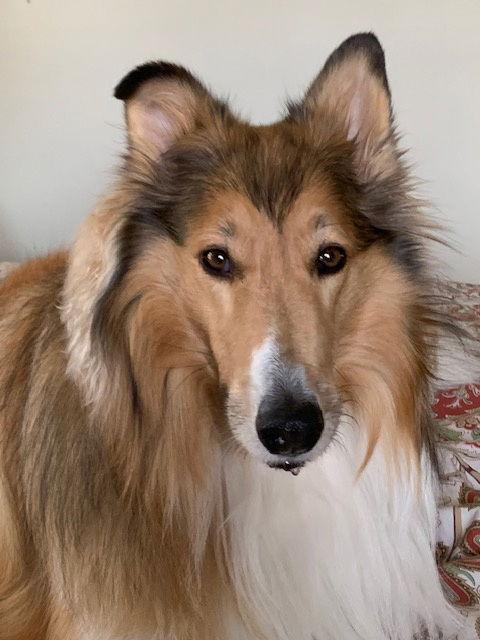 Enlarge Kaylee, a Adoptable Collie in Chantilly, VA image 3/3