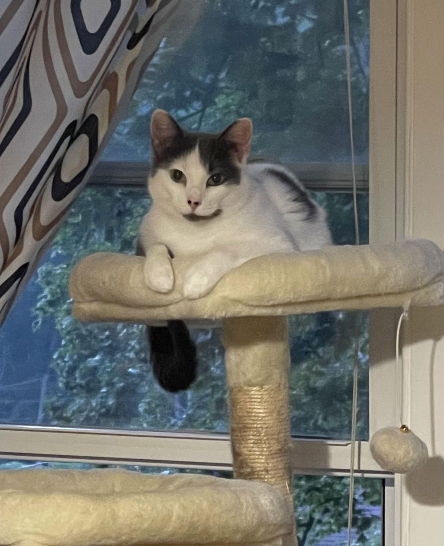 Merryweather, Adoptable, Adult Female Domestic Short Hair.