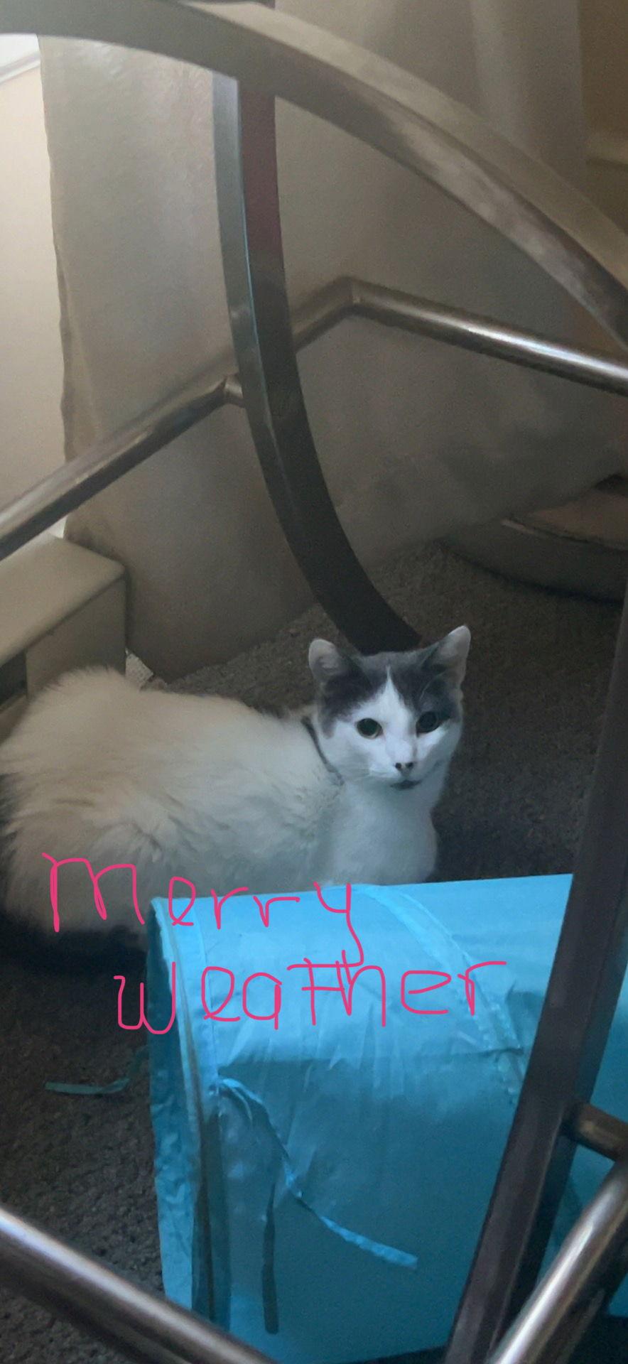 Enlarge Merryweather, a Adoptable Domestic Short Hair in Naugatuck, CT image 1/2