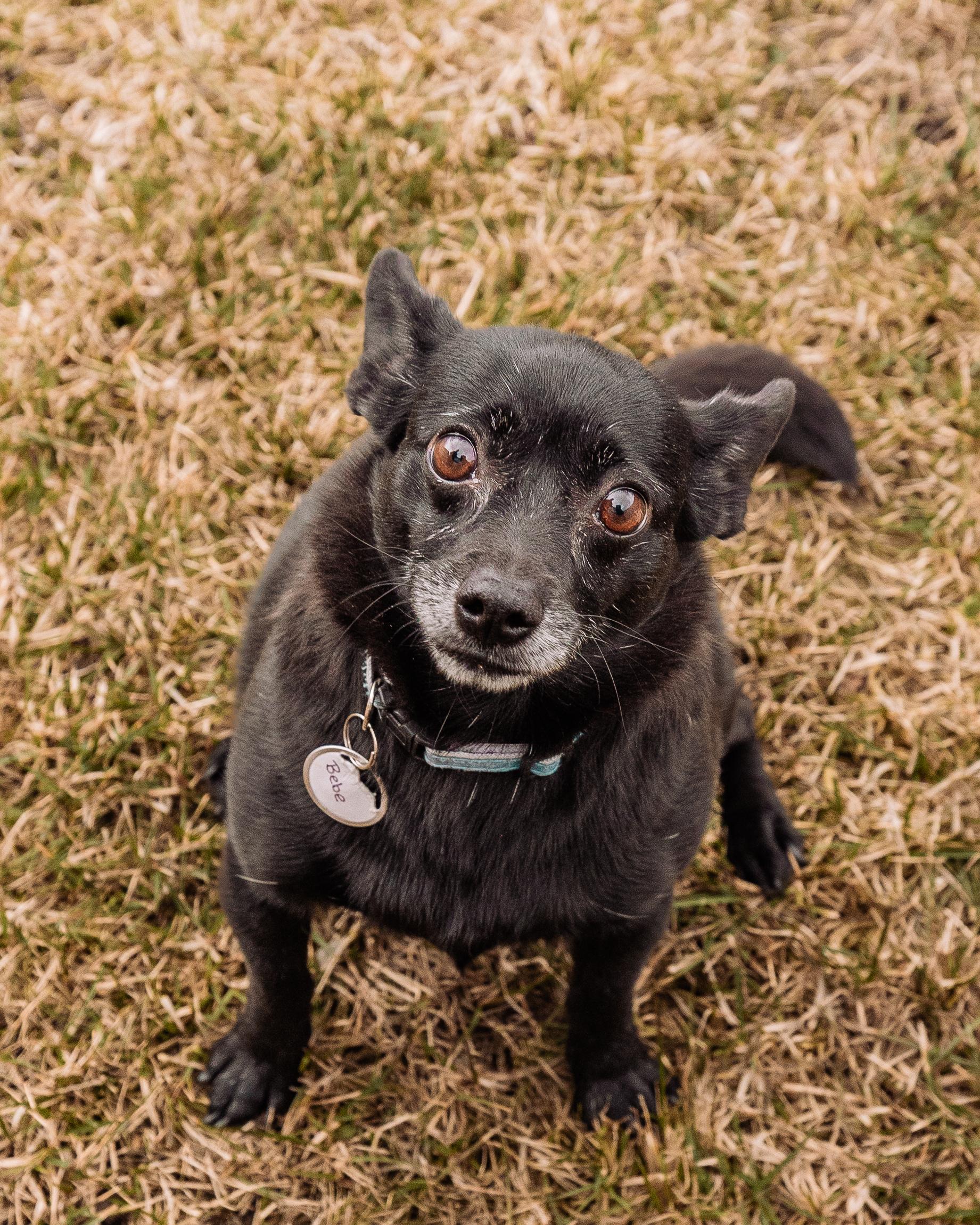 Enlarge Bebe and Blue, a ADOPTABLE mixed breed in Calgary, AB image 2/5