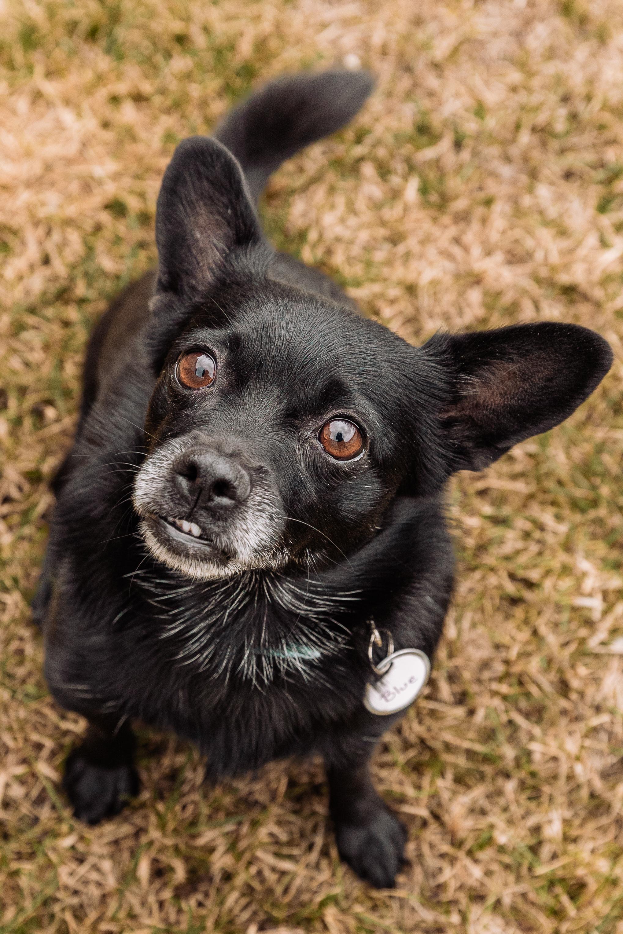 Enlarge Bebe and Blue, a ADOPTABLE mixed breed in Calgary, AB image 4/5