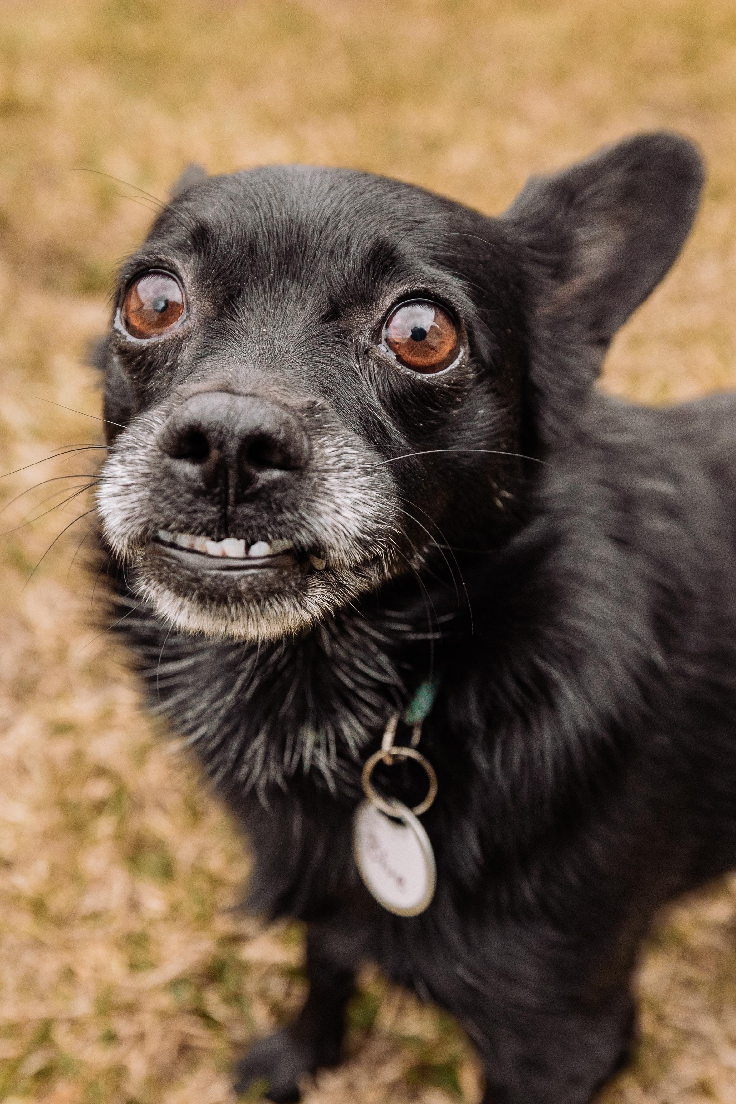 Enlarge Bebe and Blue, a ADOPTABLE mixed breed in Calgary, AB image 5/5