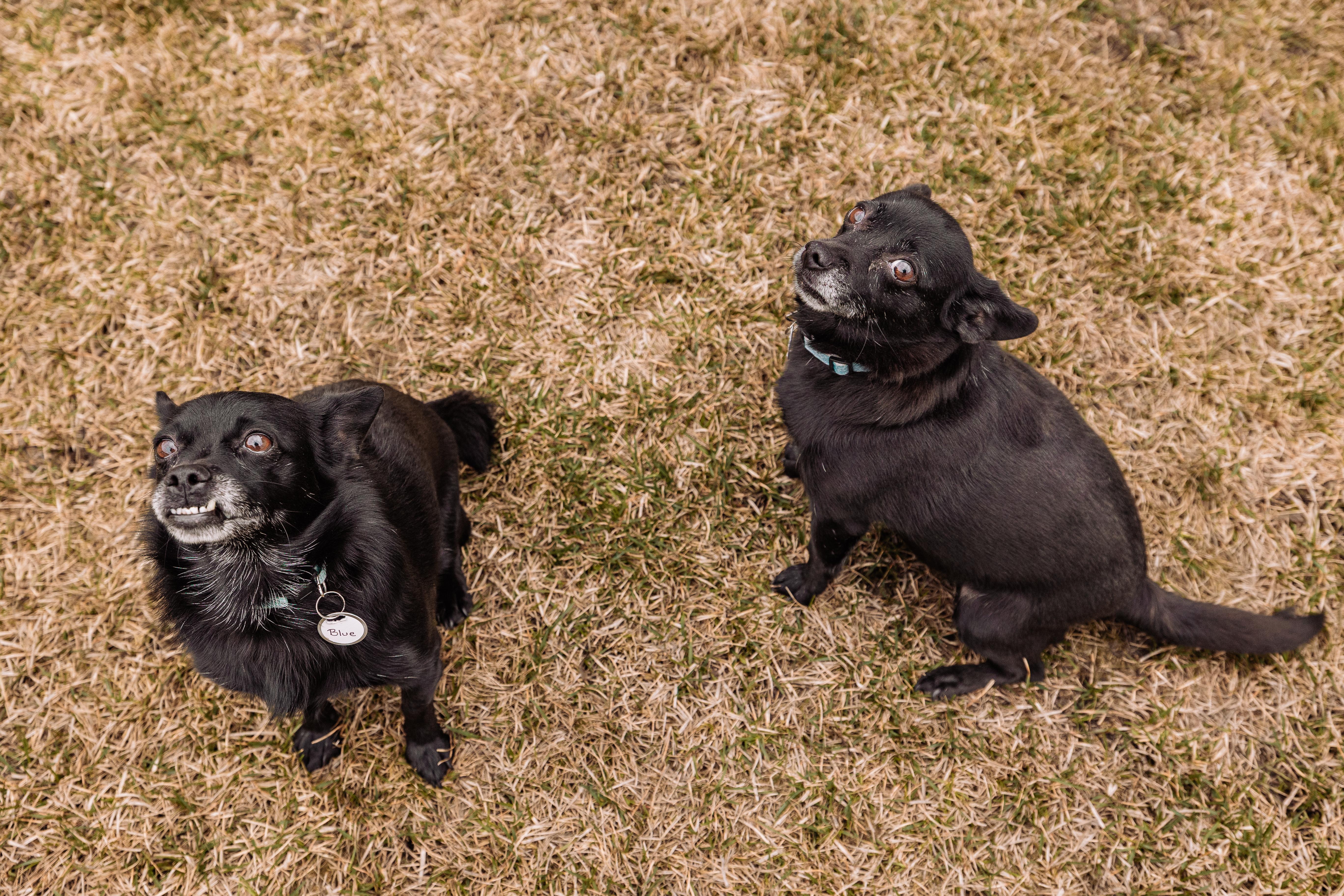Enlarge Bebe and Blue, a ADOPTABLE mixed breed in Calgary, AB image 1/5