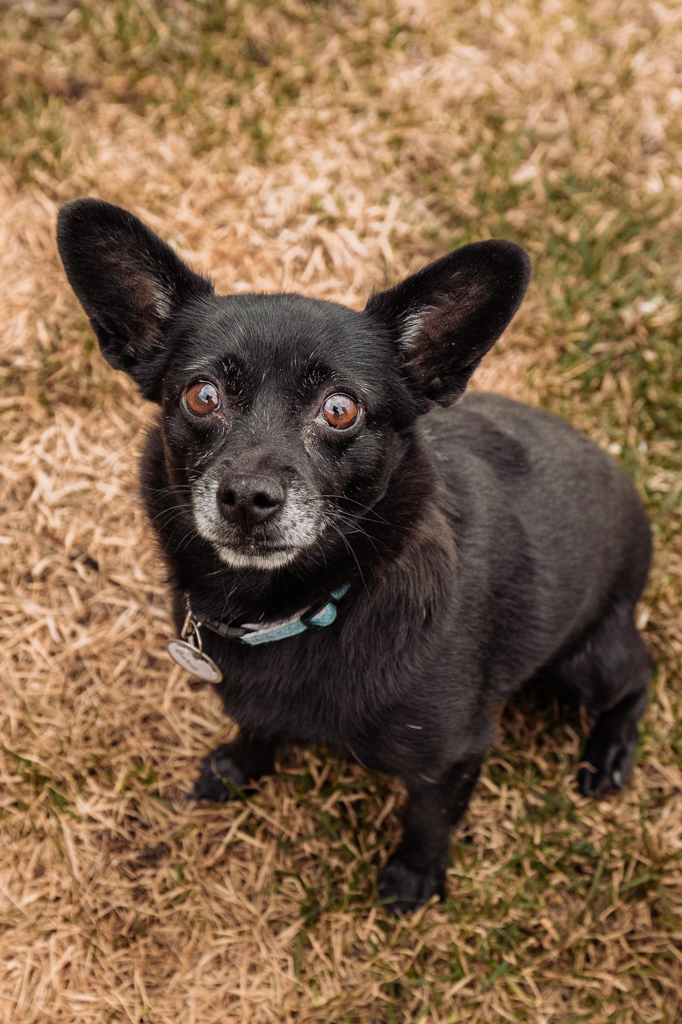 Enlarge Bebe and Blue, a ADOPTABLE mixed breed in Calgary, AB image 3/5