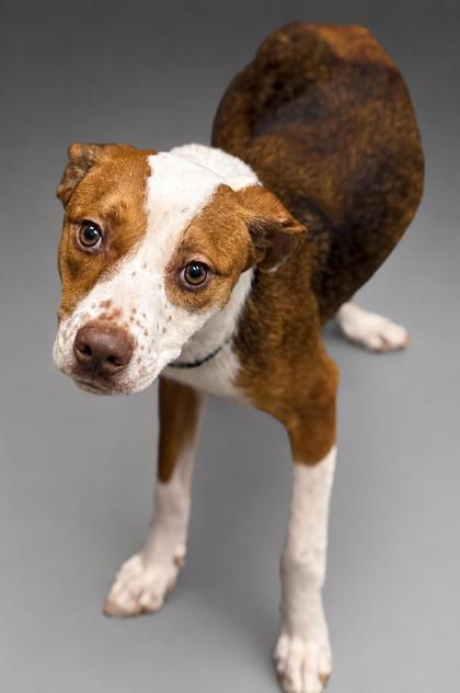 Enlarge Lobster- Sponsored, a Adoptable mixed breed in Bowling Green, KY image 1/2