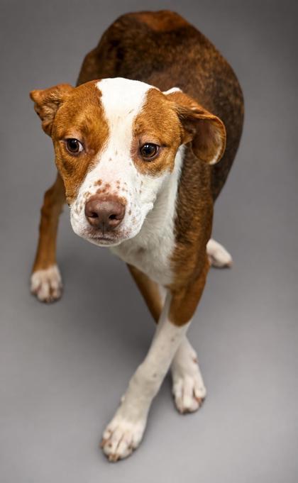 Enlarge Lobster- Sponsored, a Adoptable mixed breed in Bowling Green, KY image 2/2