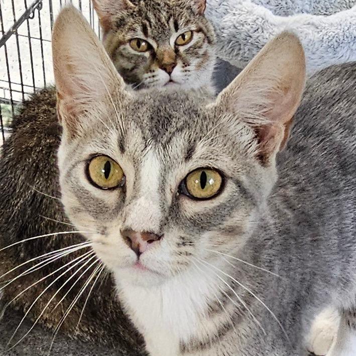 Brennan, Adoptable, Young Male Domestic Short Hair.