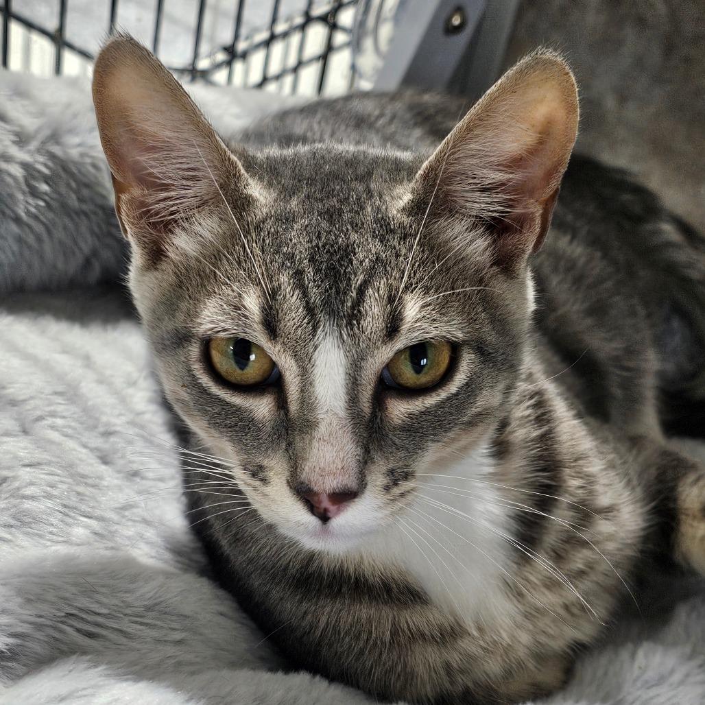 Enlarge Brennan, a Adoptable Domestic Short Hair in Grinnell, IA image 2/4