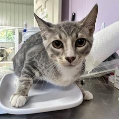 Enlarge Brennan, a Adoptable Domestic Short Hair in Grinnell, IA image 3/4