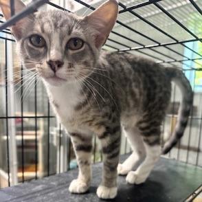 Enlarge Brennan, a Adoptable Domestic Short Hair in Grinnell, IA image 4/4